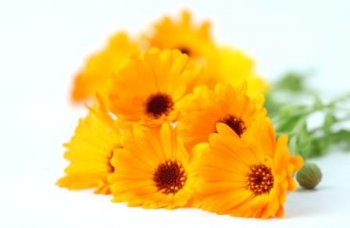 October Flowers: Marigolds