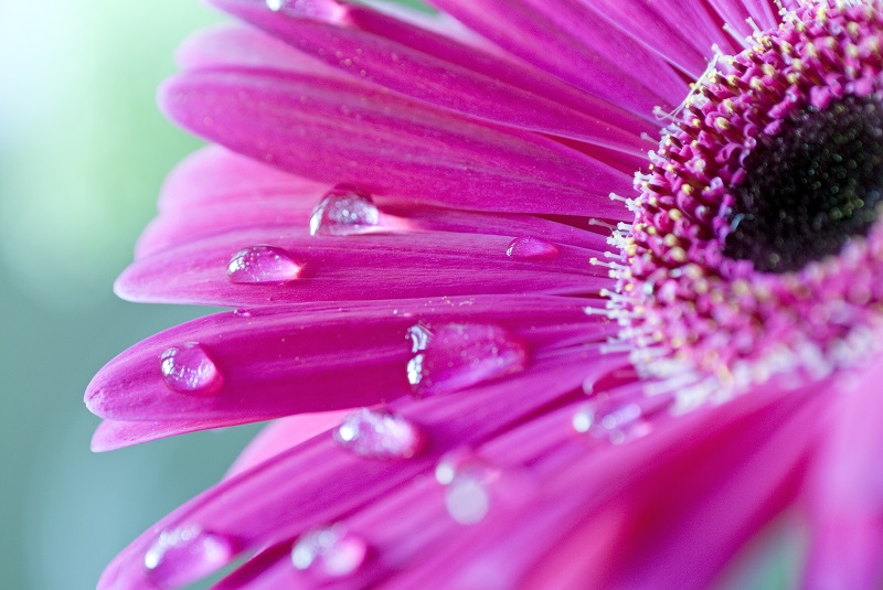 Tricks for Taking Flower Photos Like a Professional Photographer