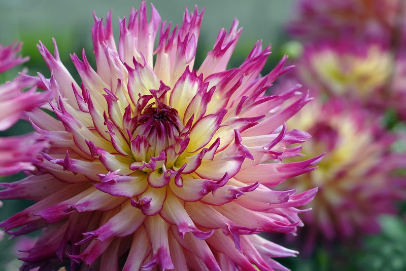 Tricks for Taking Flower Photos Like a Professional Photographer